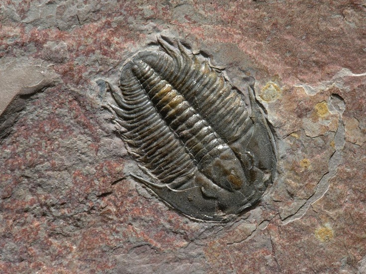 Photo:  Trilobite Fossil